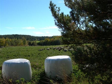 pyöröpaalit