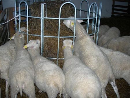 ruokintahäkki